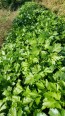 Parsley 'Giant of Italy' 