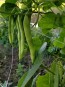 Snap Bean 'White Half Runner' 