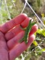 Phaseolus acutifolius var. tenuifolius 