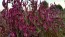 Wheatstraw Celosia ‘Flamingo Feather’