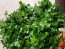 Parsley 'Giant of Italy' 