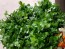 Herb Parsley 'Giant of Italy' Plants (4 Pack)