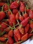 Hot Pepper ‘Inca Red Drop’ 