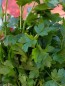Parsley 'Giant of Italy' 