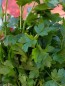 Herb Parsley 'Giant of Italy' Plants (4 Pack)