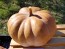 Pumpkin 'Cinderella' Seeds (Certified Organic) 