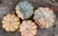 Pumpkin 'Cinderella' Seeds (Certified Organic) 