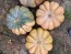 Pumpkin 'Cinderella' Seeds (Certified Organic) 