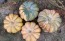Pumpkin 'Cinderella' Seeds (Certified Organic) 