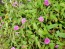 Japanese Morning Glory 'Candy Pink' 