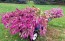 Wheatstraw Celosia ‘Flamingo Feather’