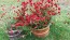 Globe Amaranth ‘Strawberry Fields’