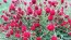 Globe Amaranth ‘Strawberry Fields’