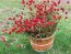 Globe Amaranth ‘Strawberry Fields’