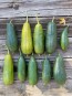 Gourd 'Sponge Luffa'