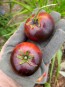 Tomato 'Indigo Apple'