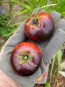 Tomato 'Indigo Apple' Plant