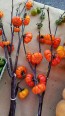 Eggplant 'Pumpkin on a Stick'