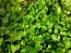 Parsley 'Giant of Italy' 
