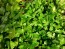 Herb Parsley 'Giant of Italy' Plants (4 Pack)