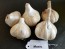 Certified Organic Music Culinary Garlic Harvested on our Farm - 4 oz. Bag