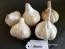 Certified Organic Music Culinary Garlic Harvested on our Farm - 4 oz. Bag (FARM PICK-UP)