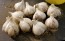 Certified Organic German White Culinary Garlic Harvested on our Farm - 4 oz. Bag