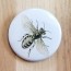 Honey Bee Pinback Button