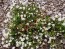 Candytuft, White Seeds (Certified Organic)