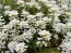 Candytuft, White Seeds (Certified Organic)