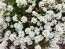 Candytuft, White Seeds (Certified Organic)
