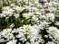 Candytuft, White Seeds (Certified Organic)