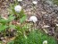 Sea Thrift 'Alba' Seeds (Certified Organic)