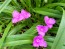 Spiderwort AKA Spider Lily, Pink Seeds (Certified Organic)