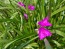 Spiderwort AKA Spider Lily, Pink Seeds (Certified Organic)