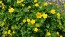 Creeping Buttercup Seeds (Certified Organic)