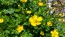 Creeping Buttercup Seeds (Certified Organic)