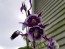 Purple and White Columbine 