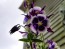 Purple and White Columbine 