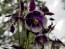 Purple and White Columbine 