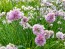 Dried Chives Harvested on our Farm, Certified Organic