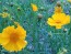 Lance-Leaved Coreopsis