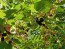 Black Mulberry Seeds (Certified Organic)