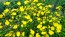 Narrow-Leaved Sundrops Seeds (Certified Organic)