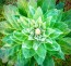 Common Mullein