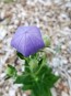 Balloon Flower 'Sentimental Blue' 