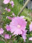 Tree Mallow 'Rosea' 