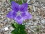 Balloon Flower 'Sentimental Blue' 