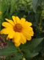 Ox-Eye Sunflower