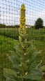 Common Mullein